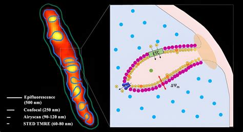 how is the mitochondria like a electrical box|tesla car battery mitochondria.